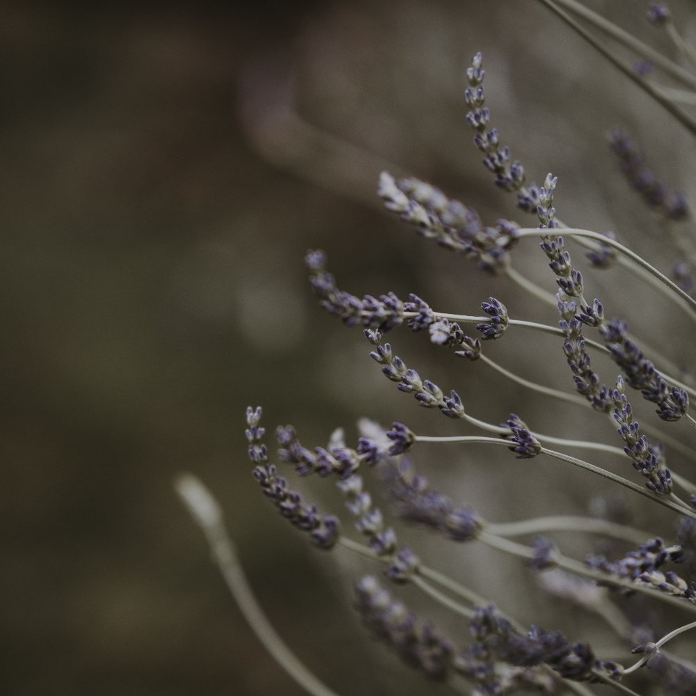 Meet your Posher, JJ!